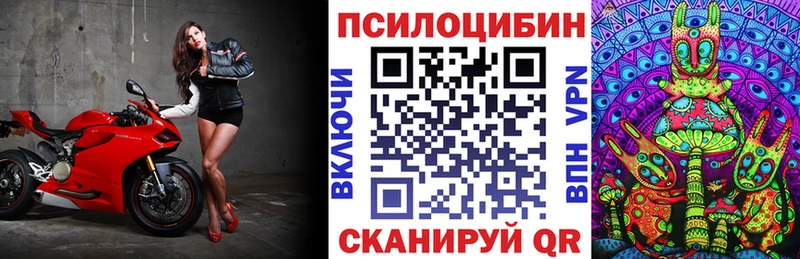 где найти   Завитинск  Псилоцибиновые грибы Psilocybine cubensis 